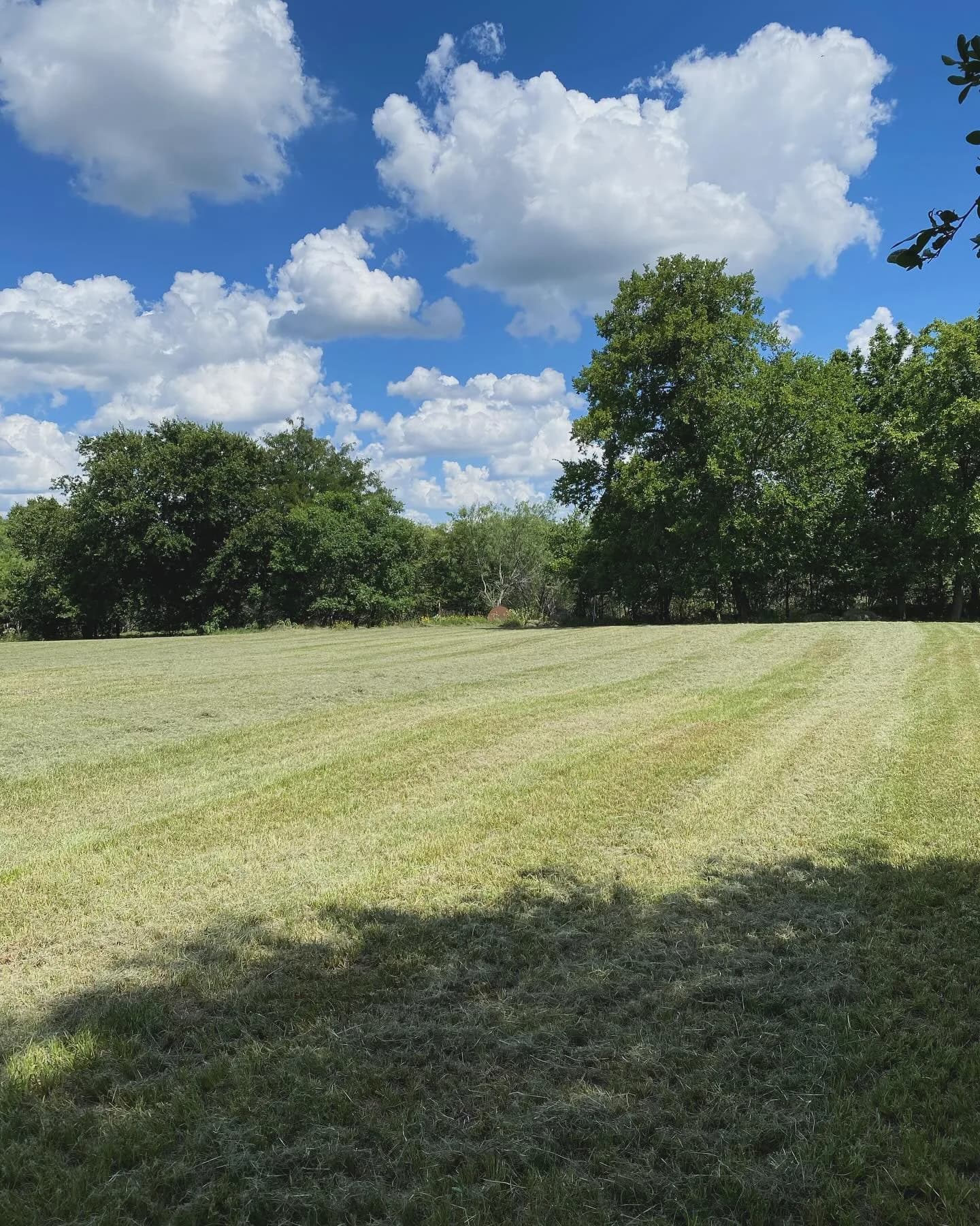YC Mowing yard work photo 30